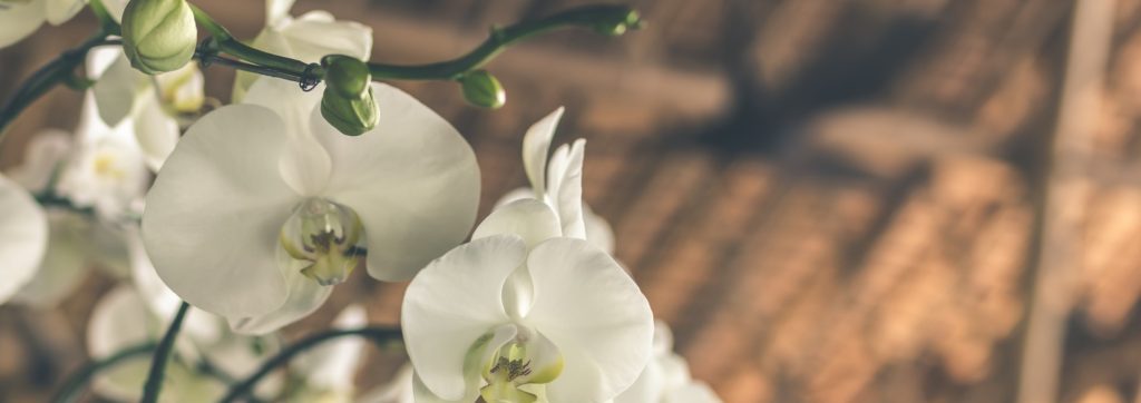 white orchid flowers photo